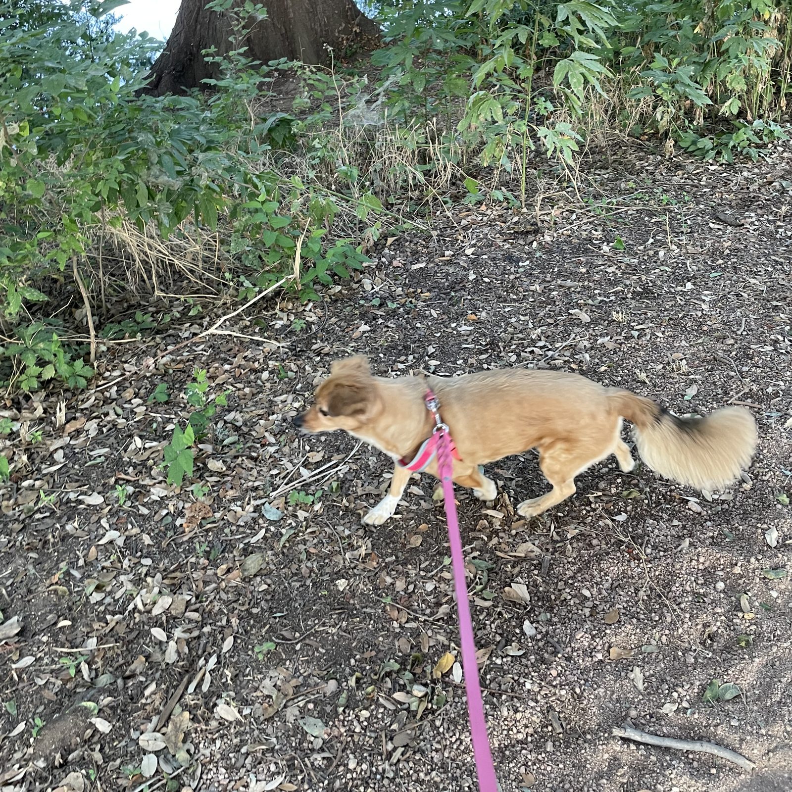 Lady walking the Lady Bird Lake trail under the trees