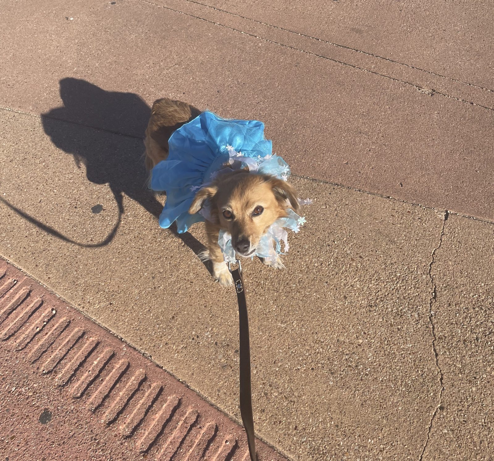 Lady in a blue tutu on a downtown Austin sidewalk
